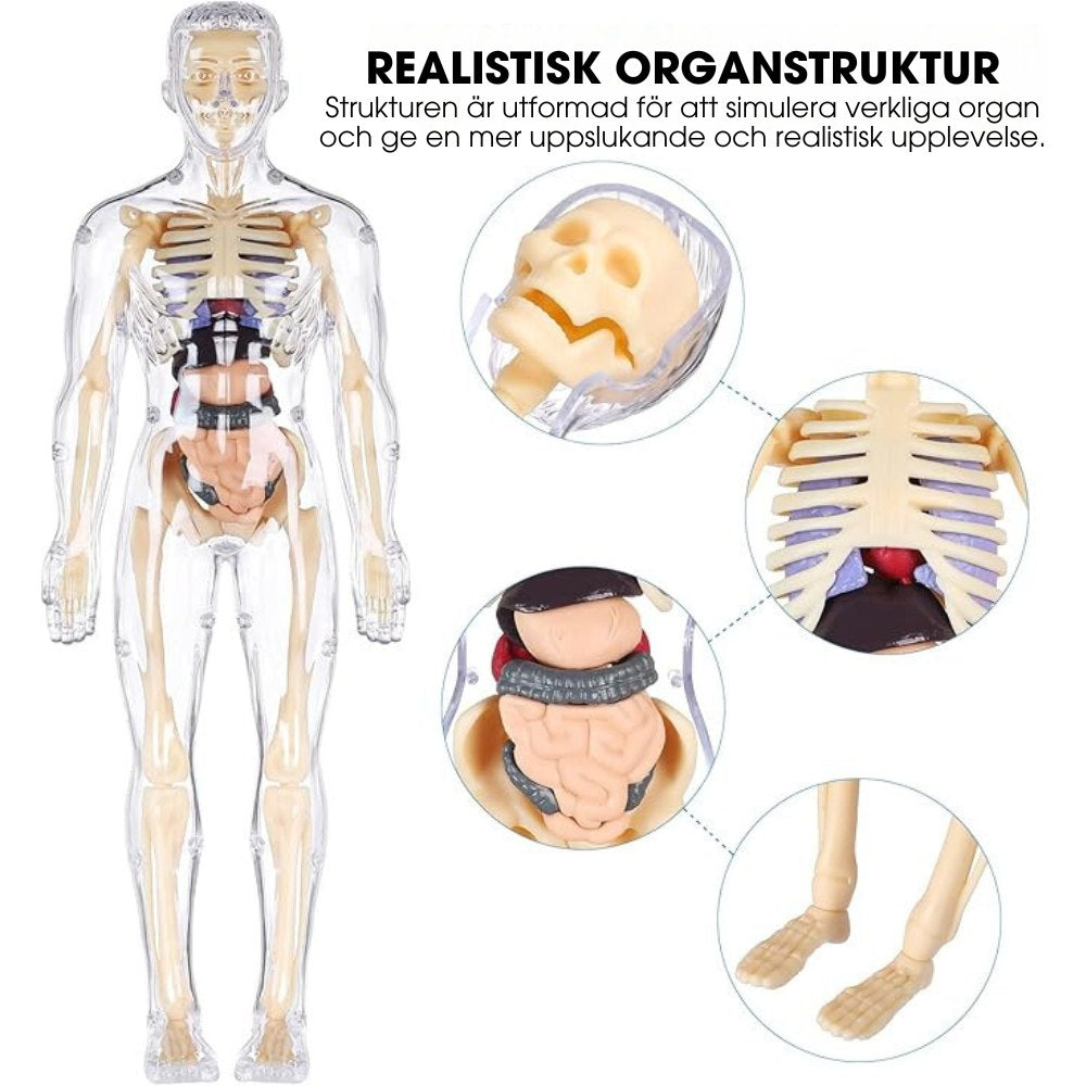 BodyQuest® - Lärande Modell av Människokroppen - För barn